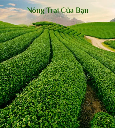 Nông trại của bạn