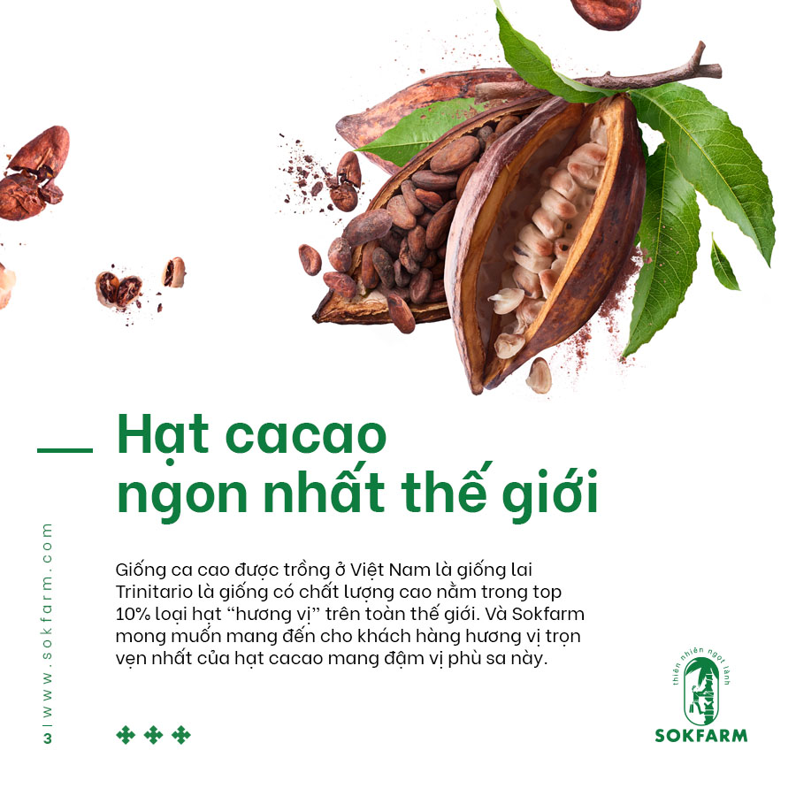 Hạt cacao mật hoa dừa