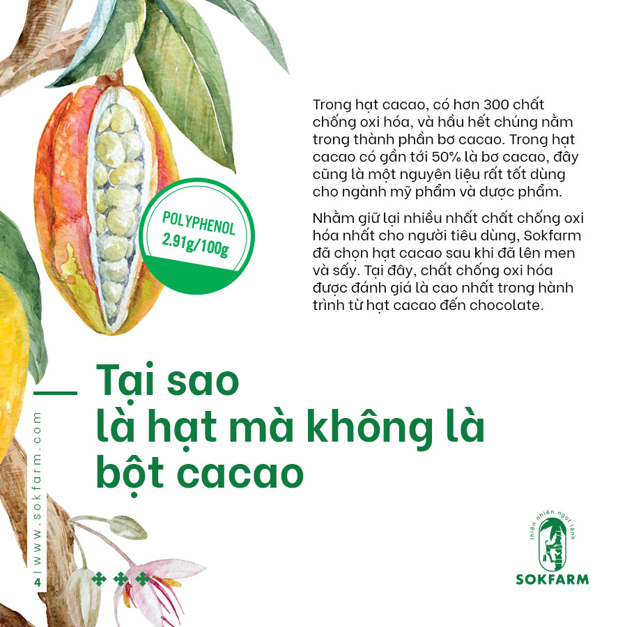 Hạt cacao mật hoa dừa