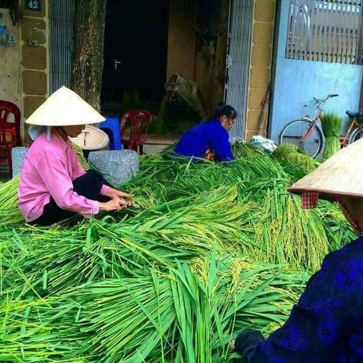 Người làng Vòng tỉ mỉ trong từng công đoạn làm cốm