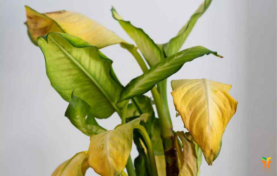 Kiêng kỵ những điều này giúp gia chủ vận đỏ như son, may mắn gõ cửa cả năm tới