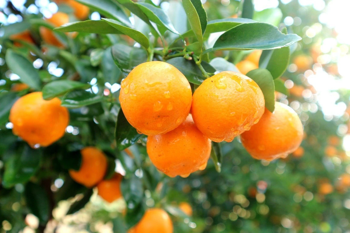 Kiêng kỵ những điều này giúp gia chủ vận đỏ như son, may mắn gõ cửa cả năm tới