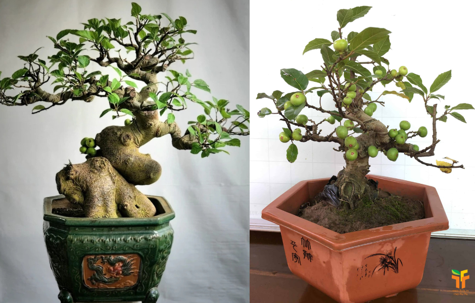 Kiêng kỵ những điều này giúp gia chủ vận đỏ như son, may mắn gõ cửa cả năm tới